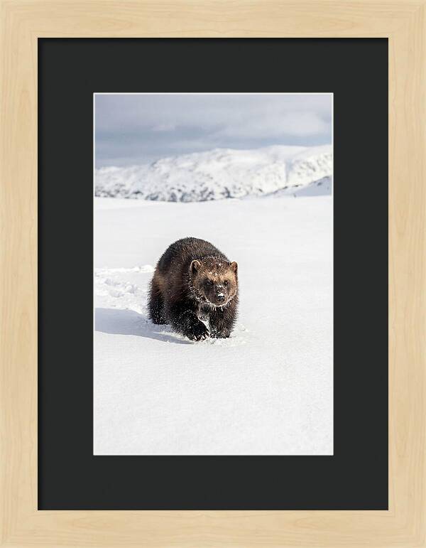 Wolverine Amidst Winter Wilderness