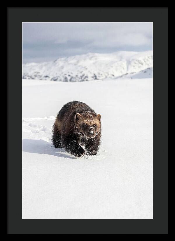 Wolverine Amidst Winter Wilderness