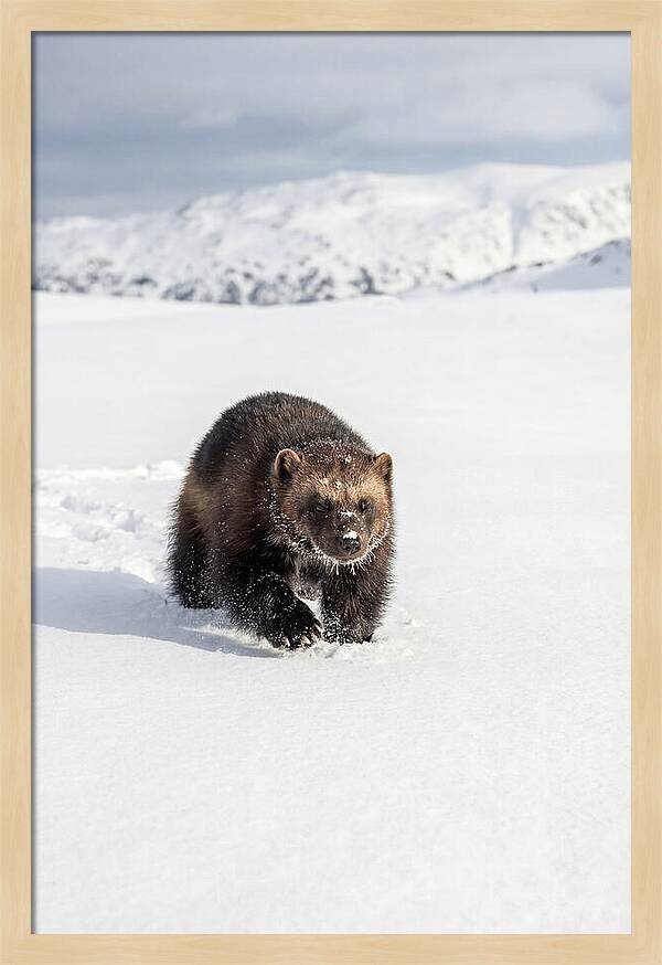 Wolverine Amidst Winter Wilderness