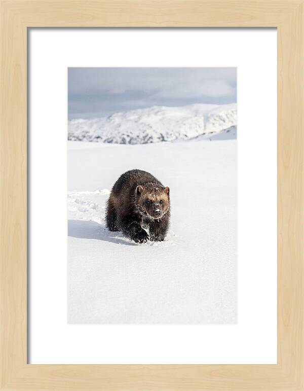 Wolverine Amidst Winter Wilderness