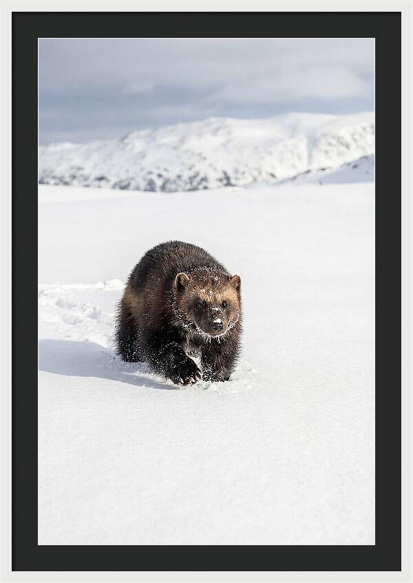 Wolverine Amidst Winter Wilderness