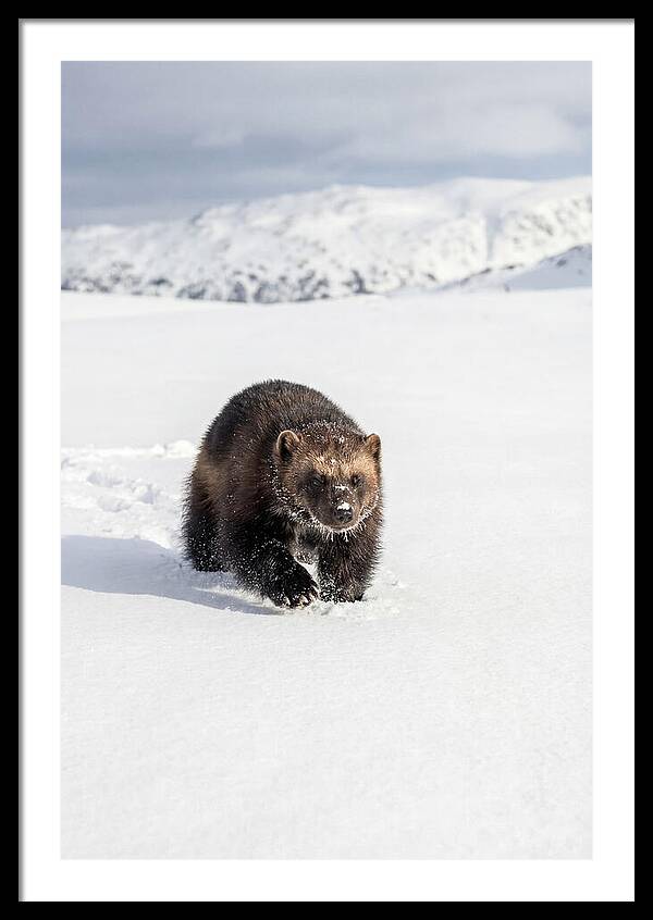 Wolverine Amidst Winter Wilderness