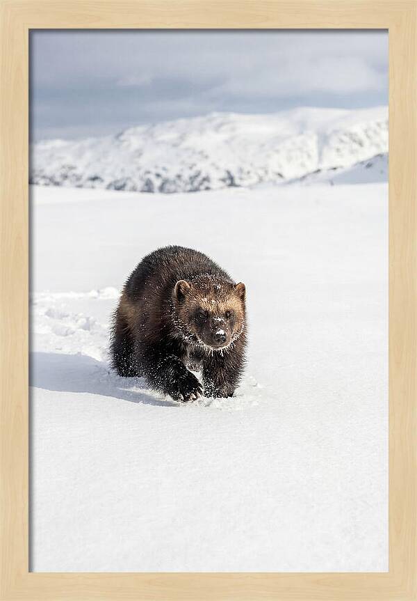 Wolverine Amidst Winter Wilderness