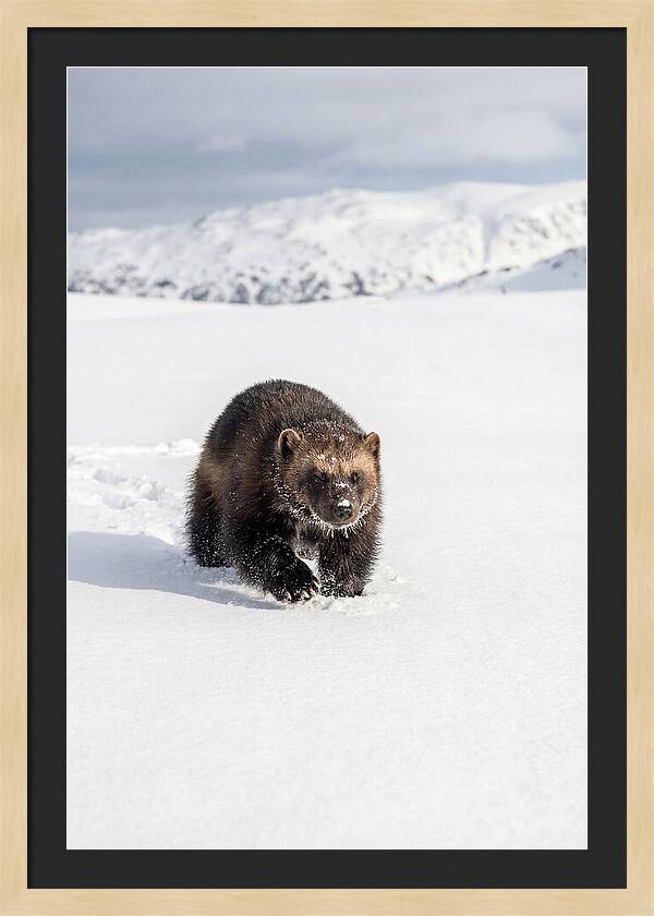 Wolverine Amidst Winter Wilderness