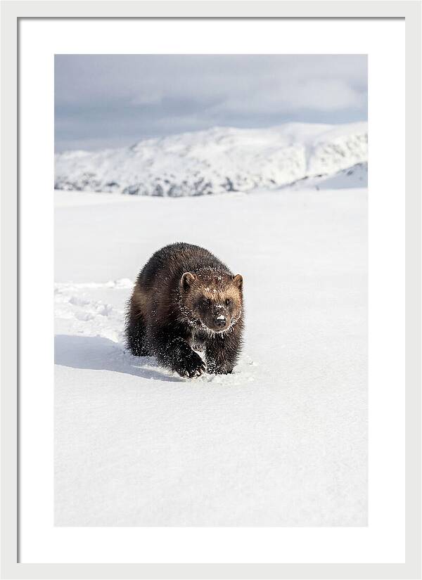 Wolverine Amidst Winter Wilderness