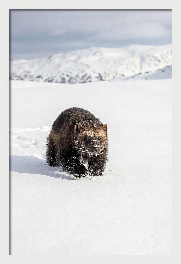 Wolverine Amidst Winter Wilderness
