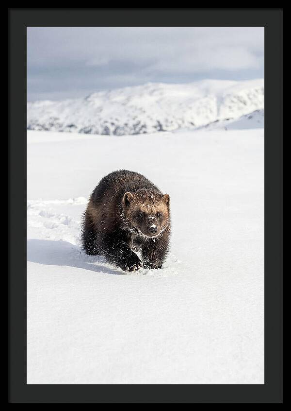 Wolverine Amidst Winter Wilderness