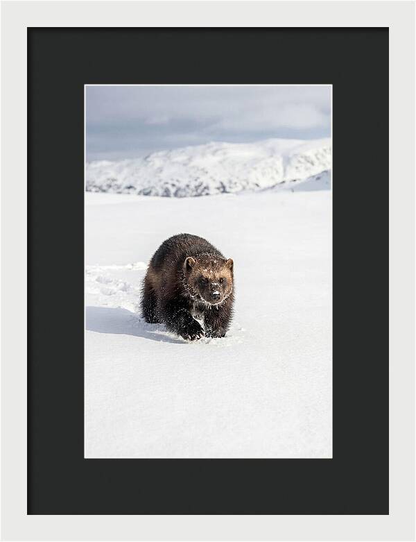 Wolverine Amidst Winter Wilderness