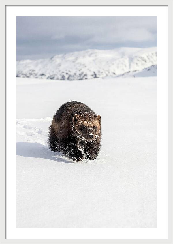Wolverine Amidst Winter Wilderness