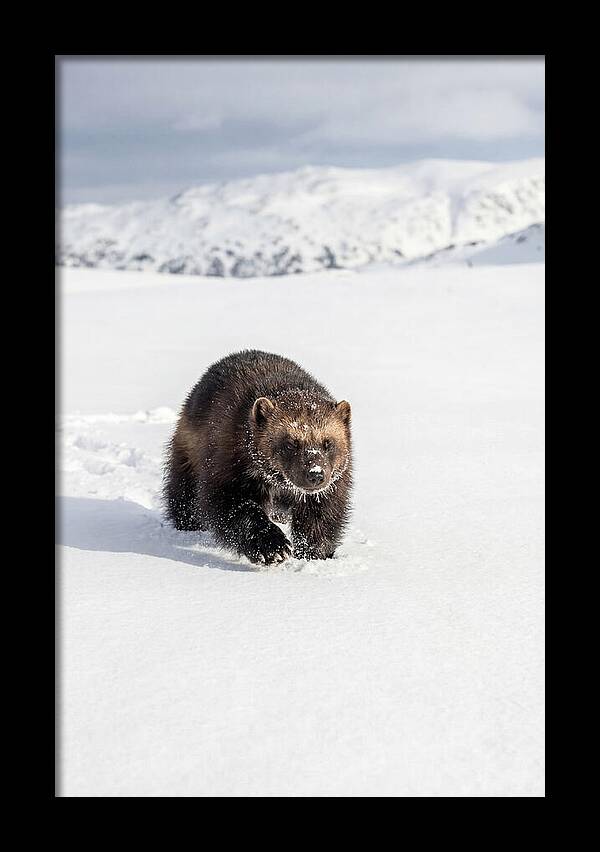 Wolverine Amidst Winter Wilderness