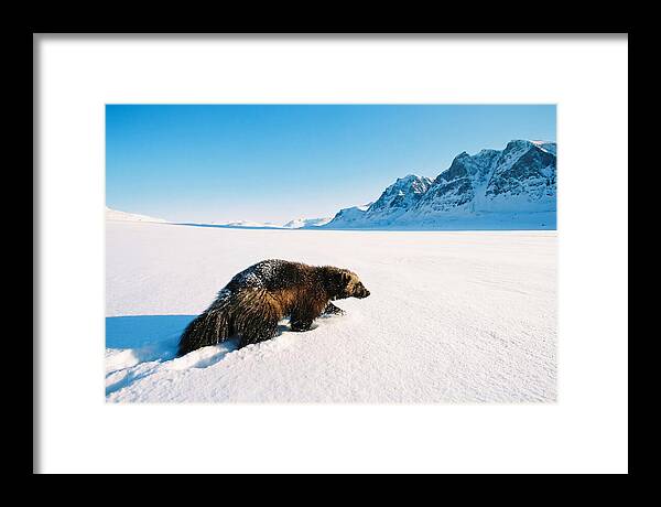 Wolverine In A Snowy Landscape
