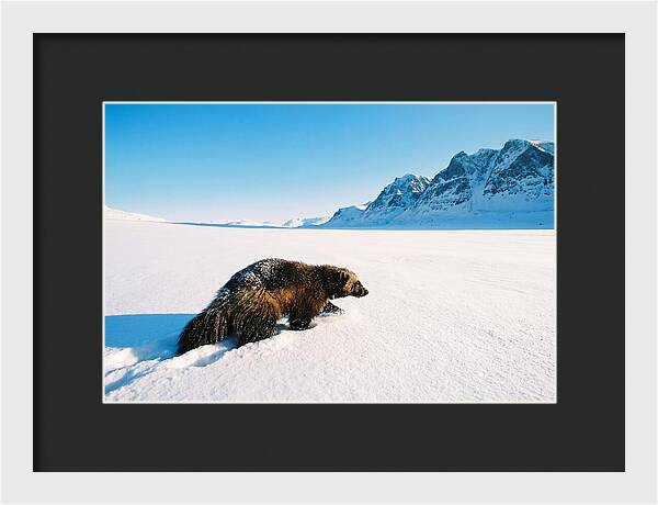 Wolverine In A Snowy Landscape