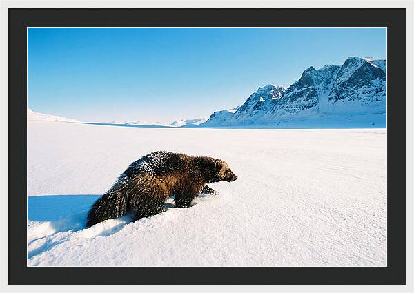 Wolverine In A Snowy Landscape