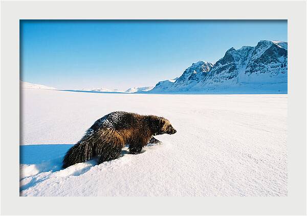 Wolverine In A Snowy Landscape