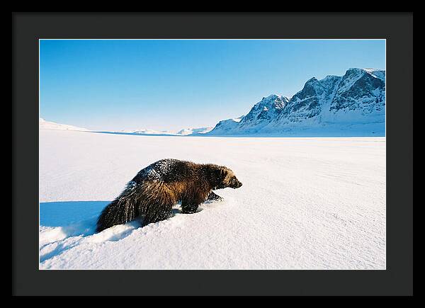 Wolverine In A Snowy Landscape