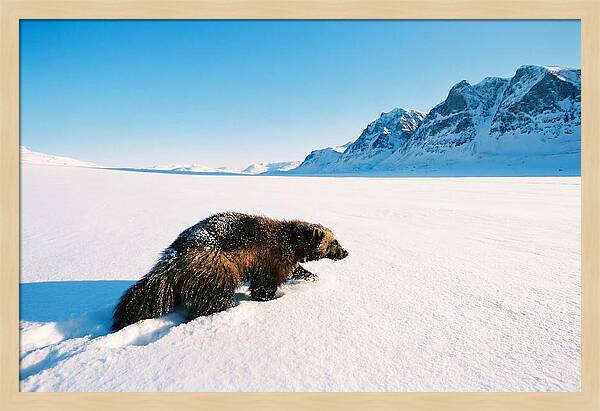 Wolverine In A Snowy Landscape