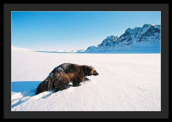 Wolverine In A Snowy Landscape