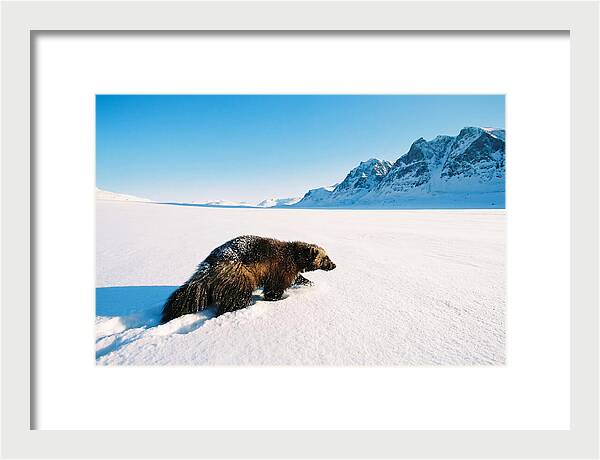 Wolverine In A Snowy Landscape