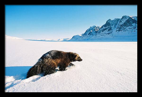 Wolverine In A Snowy Landscape