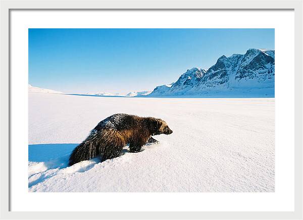 Wolverine In A Snowy Landscape