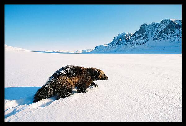 Wolverine In A Snowy Landscape