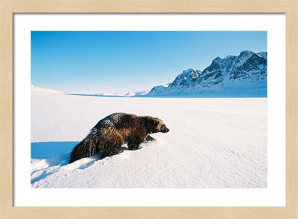 Wolverine In A Snowy Landscape