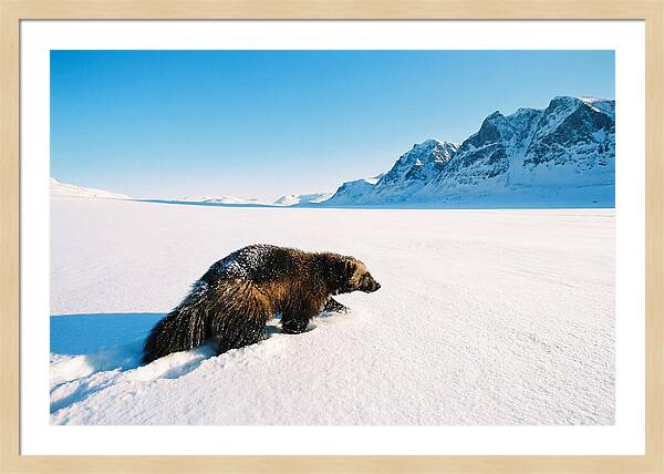 Wolverine In A Snowy Landscape