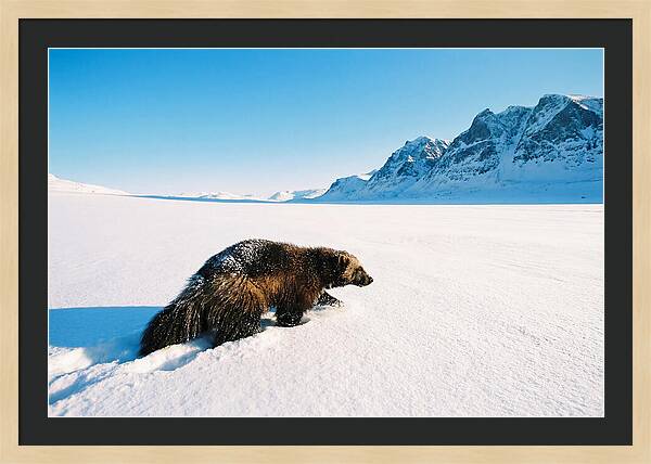 Wolverine In A Snowy Landscape