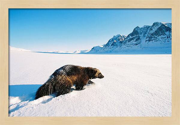 Wolverine In A Snowy Landscape