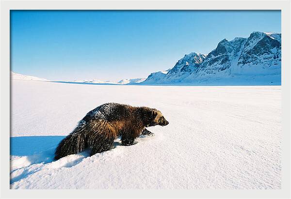 Wolverine In A Snowy Landscape