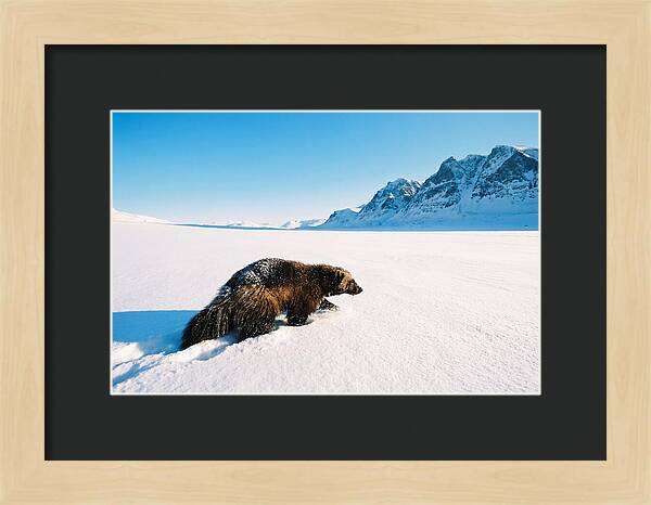 Wolverine In A Snowy Landscape