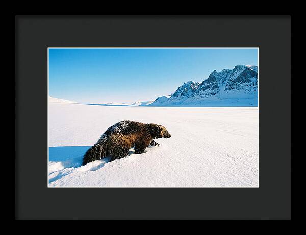 Wolverine In A Snowy Landscape