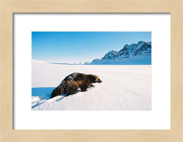 Wolverine In A Snowy Landscape