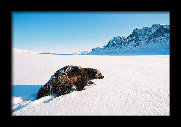 Wolverine In A Snowy Landscape