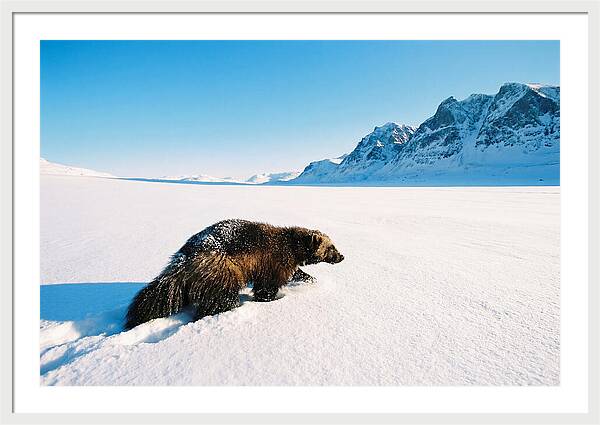 Wolverine In A Snowy Landscape