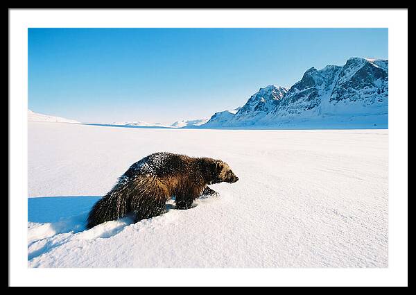 Wolverine In A Snowy Landscape