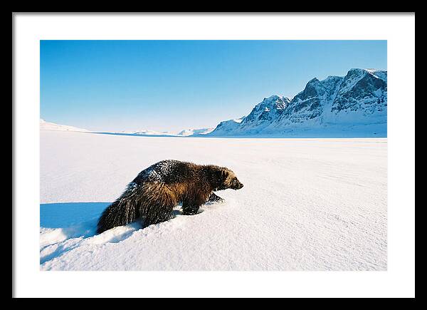 Wolverine In A Snowy Landscape