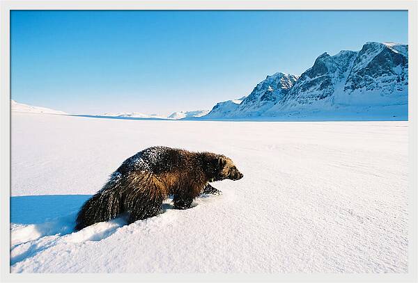 Wolverine In A Snowy Landscape