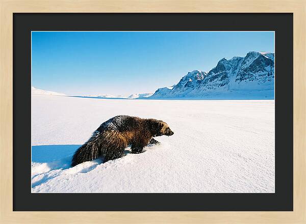 Wolverine In A Snowy Landscape