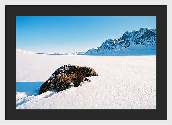 Wolverine In A Snowy Landscape
