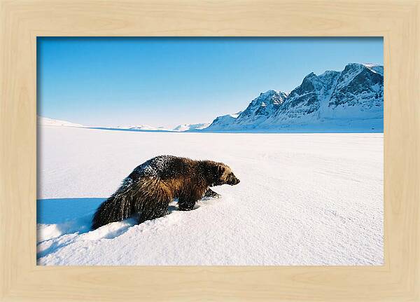 Wolverine In A Snowy Landscape