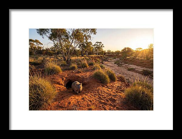 Wombat Emerging From Burrow