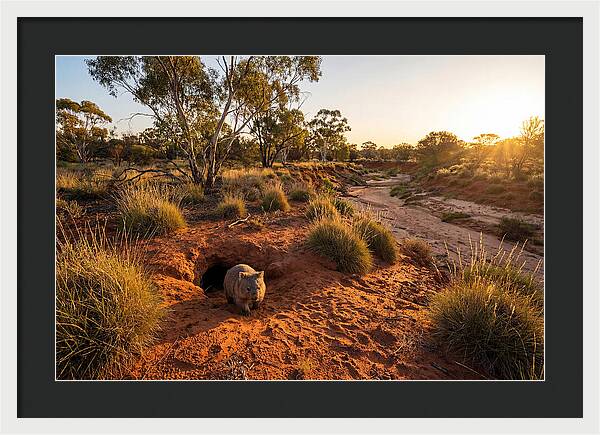 Wombat Emerging From Burrow