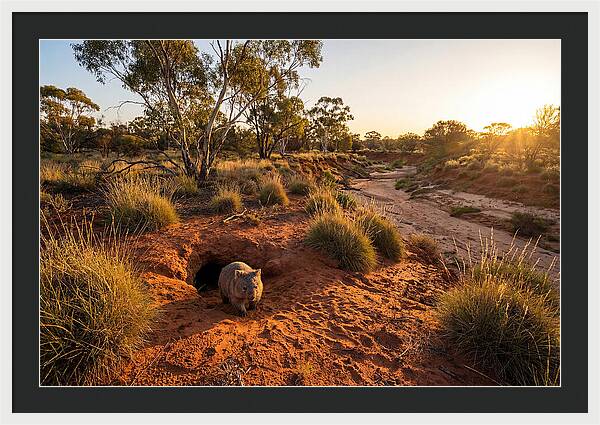 Wombat Emerging From Burrow