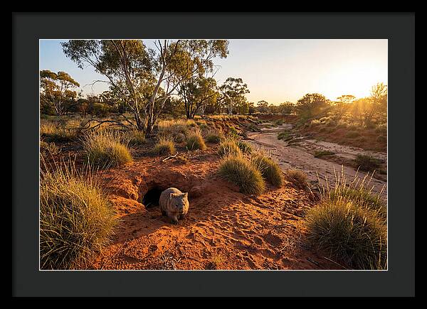 Wombat Emerging From Burrow