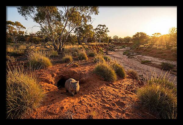 Wombat Emerging From Burrow