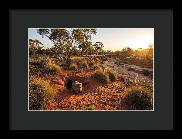 Wombat Emerging From Burrow