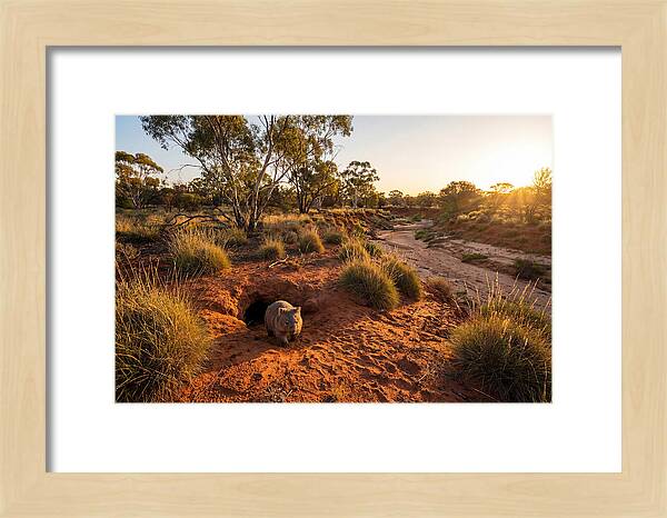 Wombat Emerging From Burrow
