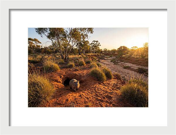 Wombat Emerging From Burrow