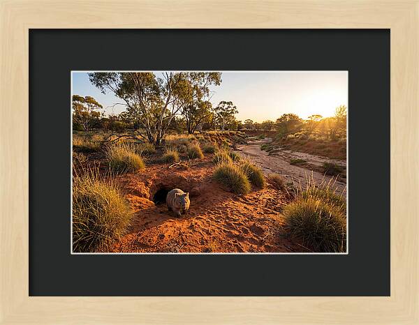 Wombat Emerging From Burrow